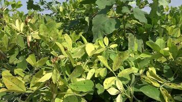 Green Yellow Leaves of Fresh Peanut Plant in Groundnut Planted Field video