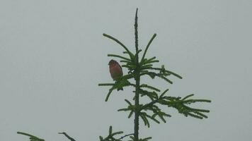 pintassilgo pássaro sentado dentro conífero pinho árvore dentro chuvoso clima video