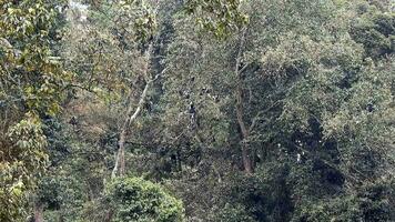 schwarz Weiß Colobus Affe und colobi Affen beim natürlich Umgebung auf Regenwald Bäume im Afrika video