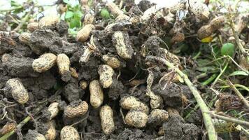 Peanut Roots Harvested in the Groundnut Field and Removed From the Soil video