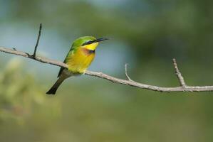 Bee eater in sabana environment, Kruger National Park, South Africa photo