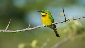 Bee eater in sabana environment, Kruger National Park, South Africa photo