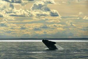 del Sur Derecha ballena saltando eubalaena australianos, península Valdés, Patagonia foto