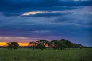 Pampas tree landscape with a storm in the background,  La Pampa Province,  Argentina photo