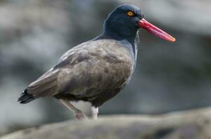 Blackish Oystercatcher, Peninsula Valdes, Chubut Province,Patagonia , Argentina photo