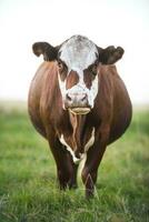 Cow portrait in Pampas Landscape, La Pampa Province, Patagonia, Argentina. photo