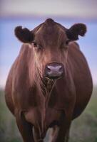 Cow portrait in Pampas Landscape, La Pampa Province, Patagonia, Argentina. photo