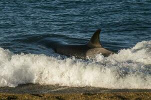 Killer Whale, Orca, hunting a sea lion pup, Peninsula Valdes, Patagonia Argentina photo