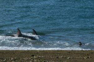 Killer Whale, Orca, hunting a sea lion pup, Peninsula Valdez, Patagonia Argentina photo