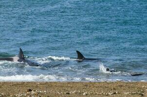 Killer Whale, Orca, hunting a sea lion pup, Peninsula Valdes, Patagonia Argentina photo