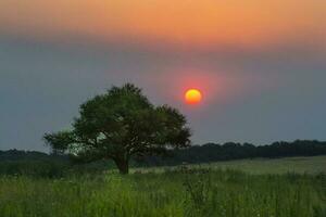 Pampas tree sunset landscape, La Pampa Province, Patagonia,  Argentina photo