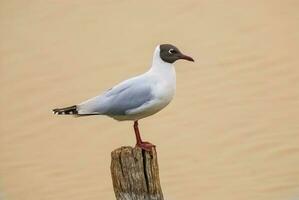 marrón encapuchado gaviota, la pampa provincia Patagonia, argentina foto