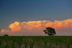 Night Pampas route  landscape, La Pampa Province, Patagonia, Argentina photo