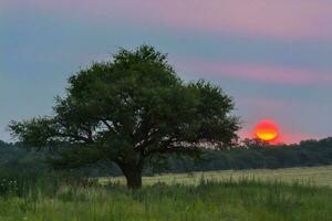 Pampas tree landscape with a storm in the background,  La Pampa Province,  Argentina photo