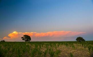 Pampas tree landscape with a storm in the background,  La Pampa Province,  Argentina photo