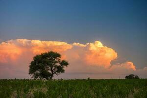 Pampas tree landscape with a storm in the background,  La Pampa Province,  Argentina photo