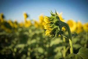 Pampas sunflower landscape , La Pampa Province, Patagonia Argentina photo