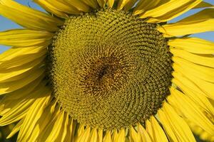 Pampas sunflower landscape , La Pampa Province, Patagonia Argentina photo