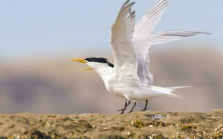 South American Tern , Peninsula Valdes, Patagonia, Argentina photo