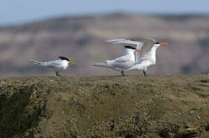 South American Tern , Peninsula Valdes, Patagonia, Argentina photo