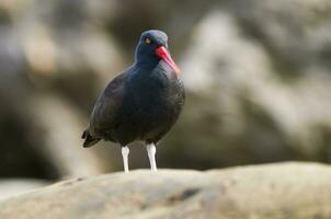 Blackish Oystercatcher, Peninsula Valdes, Chubut Province,Patagonia , Argentina photo