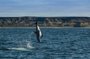 Dolphin jumping in Golo Nuevo waters, Peninsula Valdes,  Patagonia, Argentina. photo