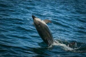 Dolphin jumping in Golo Nuevo waters, Peninsula Valdes,  Patagonia, Argentina. photo
