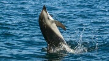 Dolphin jumping in Golo Nuevo waters, Peninsula Valdes,  Patagonia, Argentina. photo