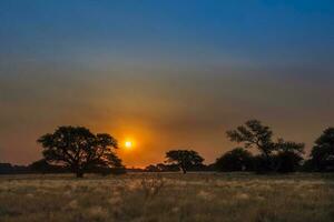 pampa árbol paisaje a atardecer, la pampa provincia, argentina foto