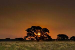 pampa árbol paisaje a atardecer, la pampa provincia, argentina foto