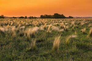 Pampas grass landscape at sunset, La Pampa Province, Patagonia,  Argentina photo