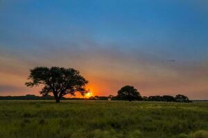 Pampas tree landscape at sunset, La Pampa Province,  Argentina photo