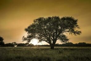 Pampas tree landscape at sunset, La Pampa Province,  Argentina photo