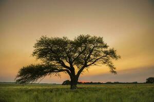 Pampas tree landscape at sunset, La Pampa Province,  Argentina photo