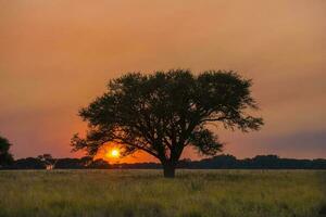 Pampas tree landscape at sunset, La Pampa Province,  Argentina photo