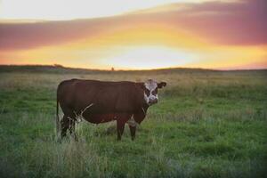 Cow portrait in Pampas Landscape, La Pampa Province, Patagonia, Argentina. photo