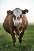 Cow portrait in Pampas Landscape, La Pampa Province, Patagonia, Argentina. photo