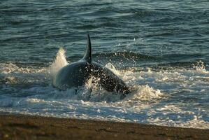 asesino ballena, orca, caza un mar león cachorro, península Valdés, Patagonia argentina foto