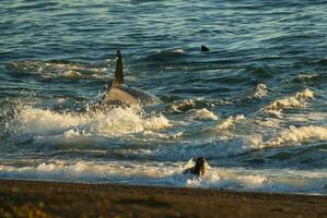 asesino ballena, orca, caza un mar león cachorro, península Valdés, Patagonia argentina foto