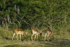 impala pasto , kruger nacional parque, sur África foto