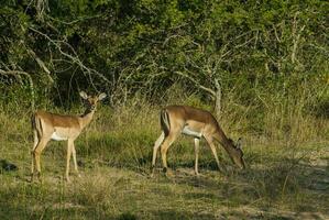 impala pasto , kruger nacional parque, sur África foto