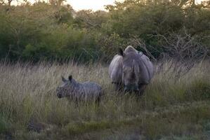 blanco rinoceronte madre y bebé, kruger nacional parque, sur África foto