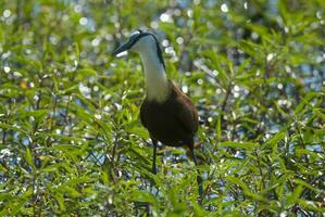 African  Jacana Kruger National Park South Africa. photo