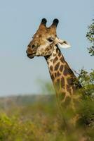 Giraffe Kruger National Park South Africa. photo