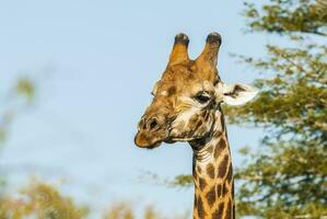 Giraffe Kruger National Park South Africa. photo