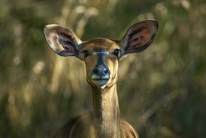 nyala antílope masculino y hembra , kruger nacional parque, sur África foto