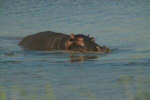 HIPPOPOTAMUS AMPHIBIUS in waterhole, Kruger National park,South Africa photo