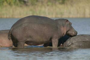 HIPPOPOTAMUS AMPHIBIUS in waterhole, Kruger National park,South Africa photo