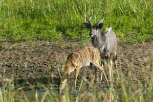 Nyala antelope male and female , Kruger National Park, South Africa photo