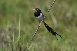 Strange tailed Tyrant, Ibera Marsh National Park, Corrientes, Argentina. photo